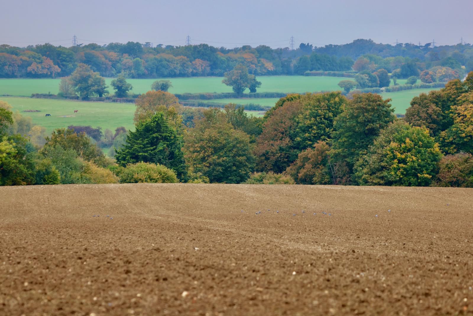 Surrounding Farmland